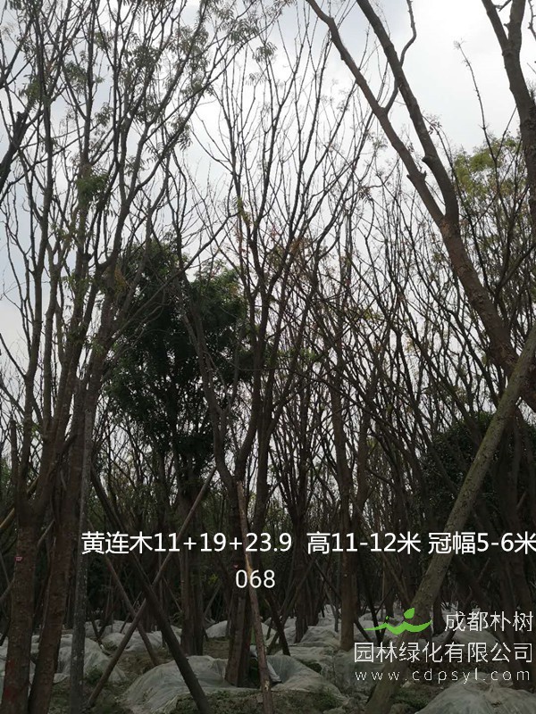 丛生黄连木价格3500元，25公分丛生黄连木多少钱？