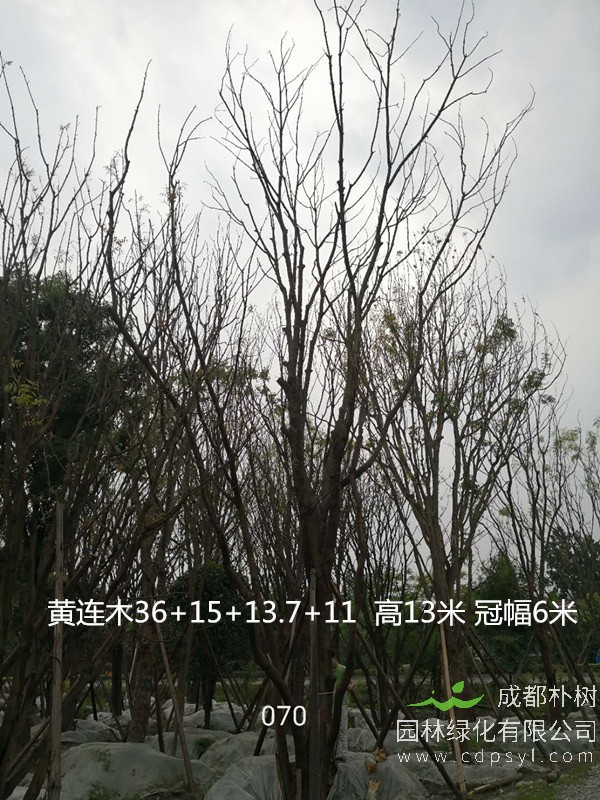 成都黄连木报价是多少？20-22公分黄连木最新报价