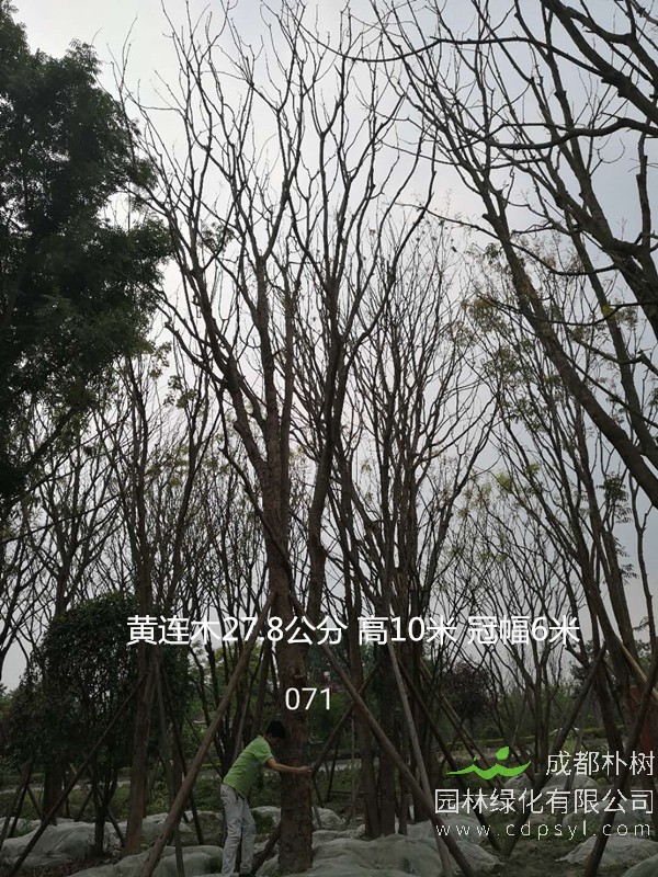 黄连木现在什么价格表？