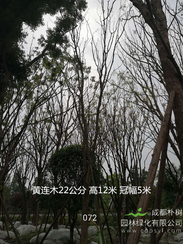 米径60公分黄连木价格是多少？