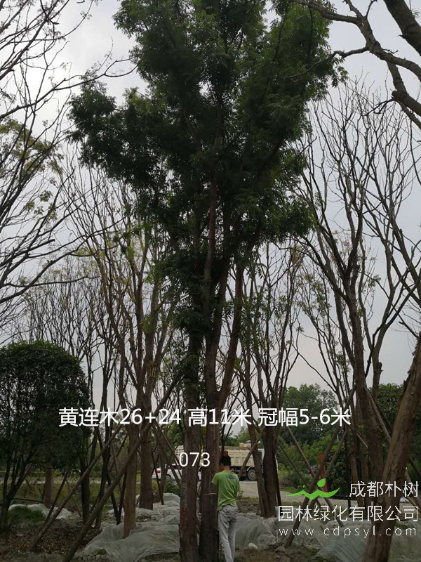 胸径50公分黄连木价格是多少？