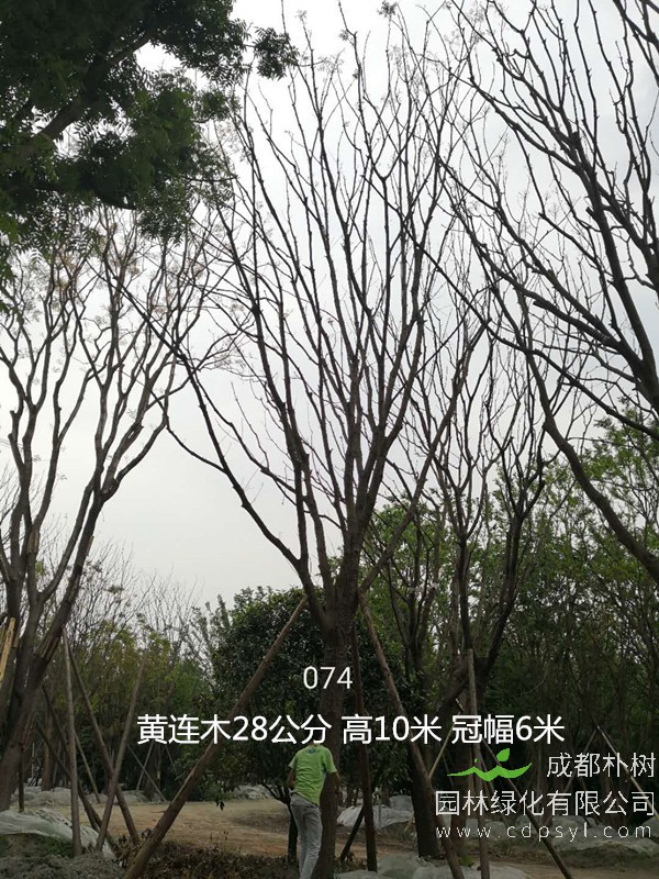 四川黄连木价格表，四川黄连木哪儿有卖？