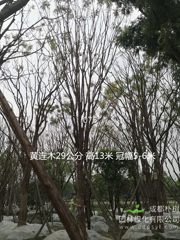 单杆黄连木