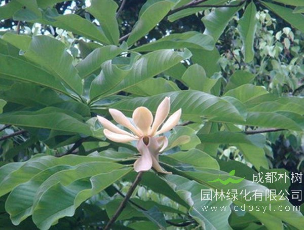 厚朴树的栽培条件有哪些？