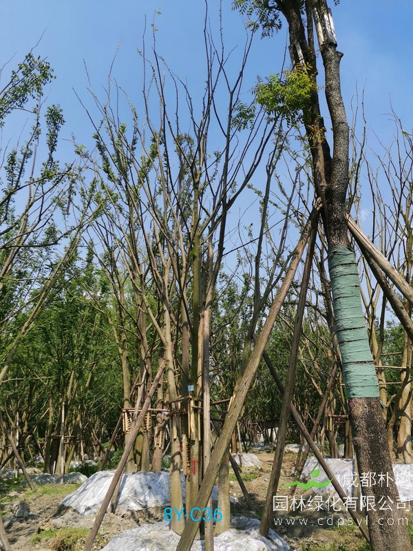 胸径20公分朴树多少钱，胸径20公分朴树产地在哪儿？