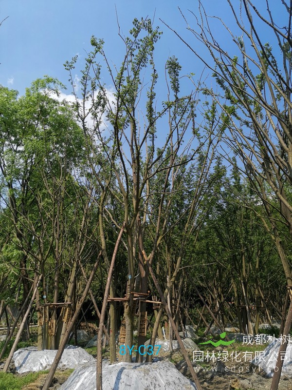 胸径19公分朴树多少钱，胸径19公分朴树产地在哪儿？