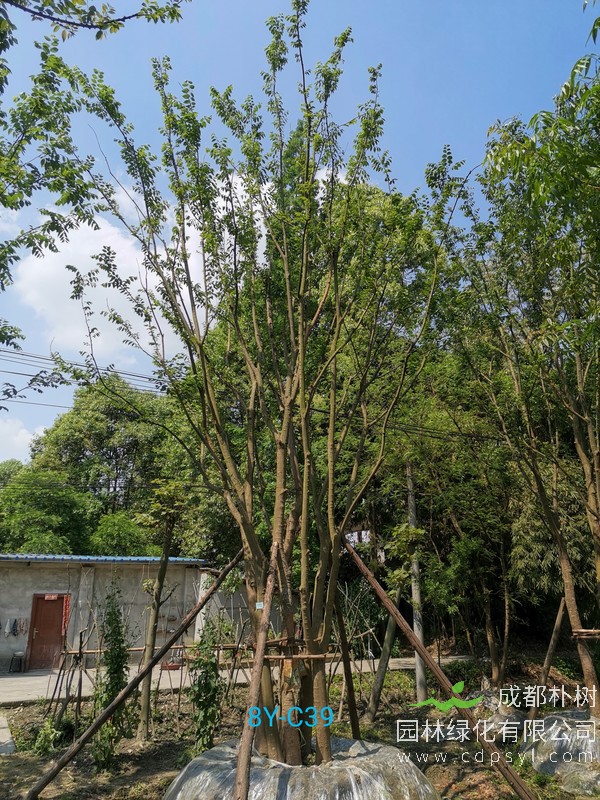 胸径17公分朴树多少钱，胸径17公分朴树产地在哪儿？