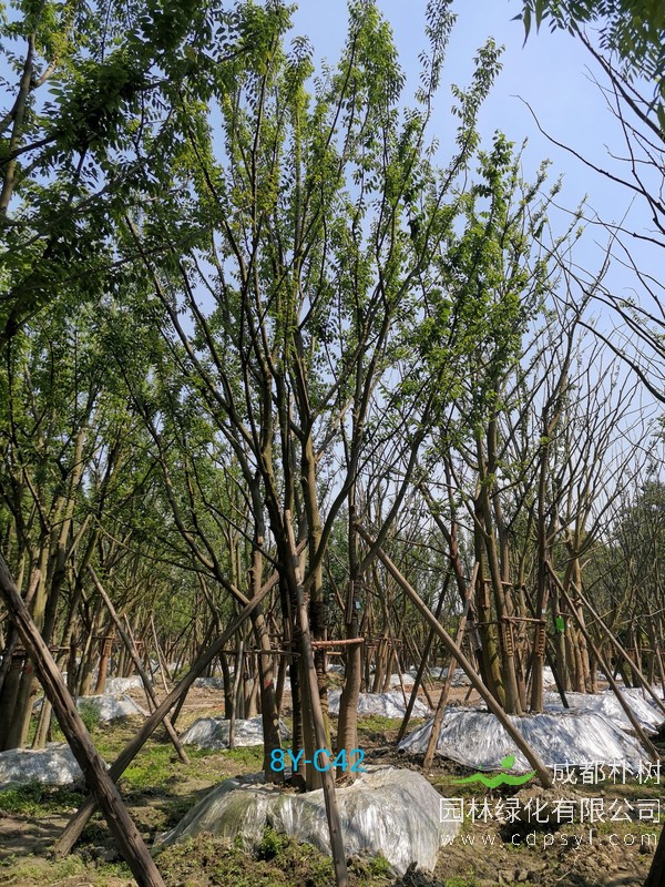 胸径14公分朴树多少钱，胸径14公分朴树产地在哪儿？