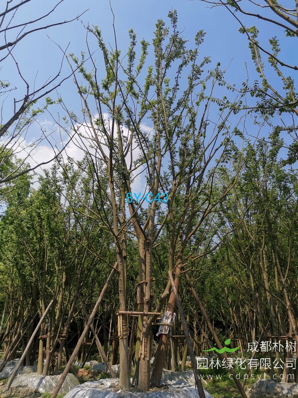 胸径13公分朴树多少钱，胸径13公分朴树产地在哪儿？