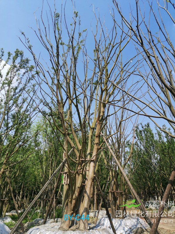 胸径12公分朴树多少钱，胸径12公分朴树产地在哪儿？