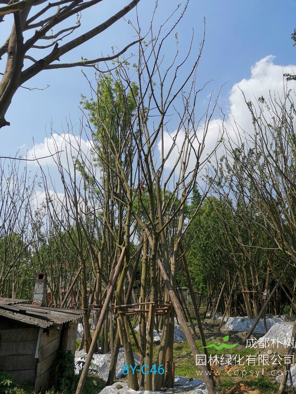 胸径10公分朴树多少钱，胸径10公分朴树产地在哪儿？