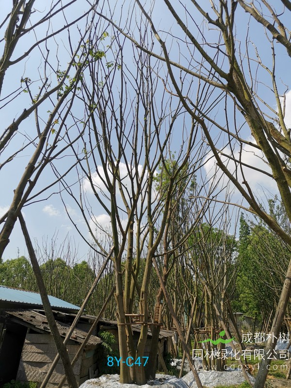 胸径47公分朴树多少钱，胸径47公分朴树产地在哪儿？