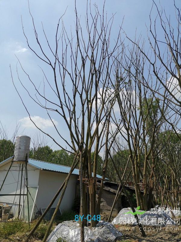 胸径46公分朴树多少钱，胸径46公分朴树产地在哪儿？