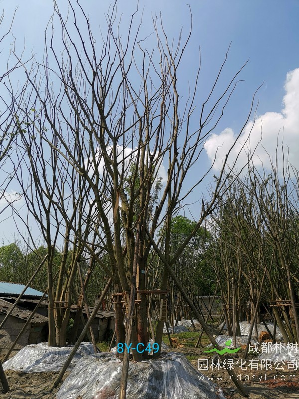 胸径45公分朴树多少钱，胸径45公分朴树产地在哪儿？