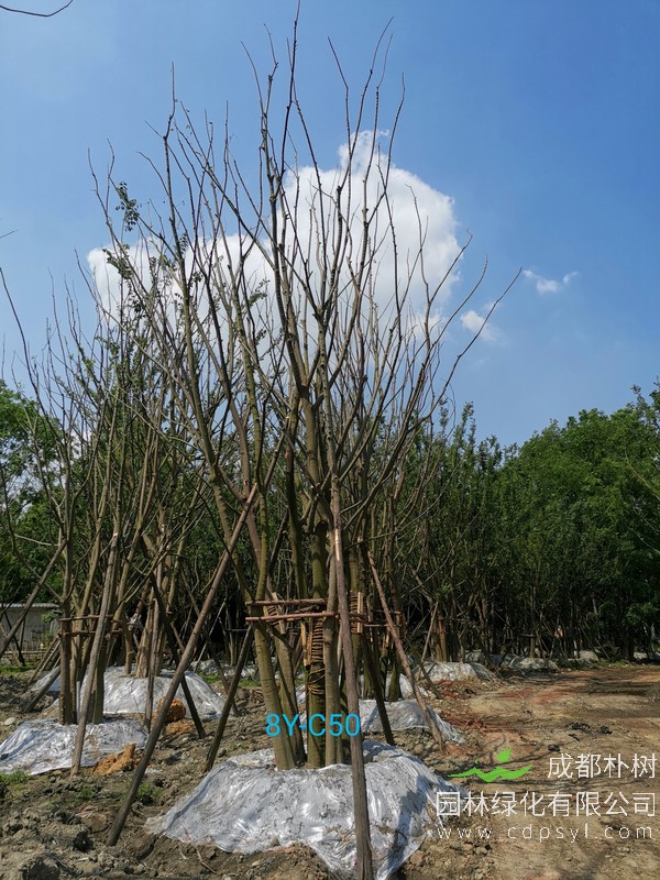 胸径44公分朴树多少钱，胸径44公分朴树产地在哪儿？