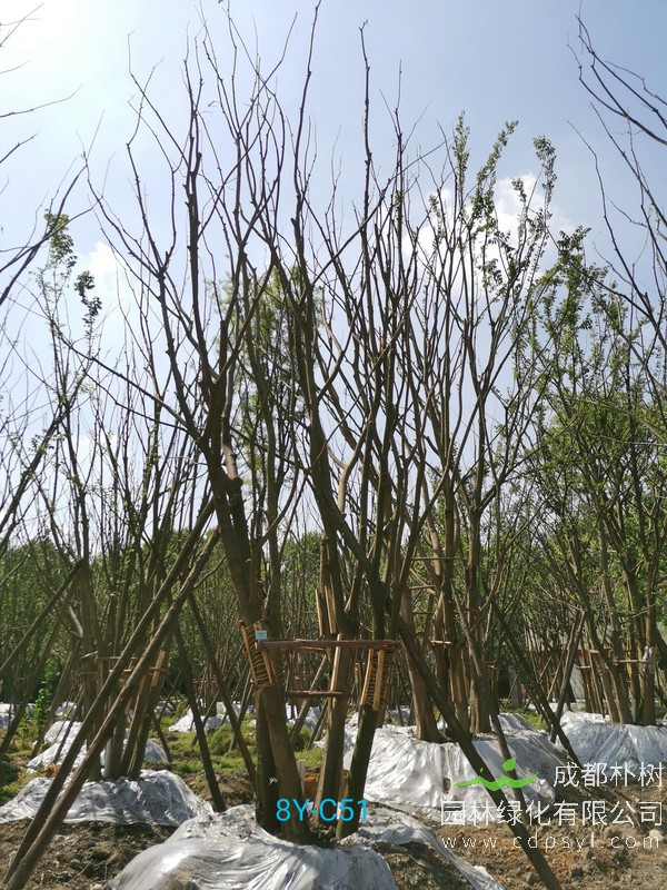 胸径43公分的朴树多少钱，胸径43公分朴树产地在哪儿？