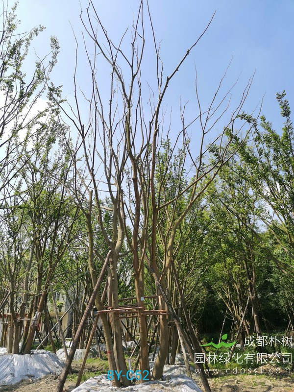 胸径42公分的朴树多少钱，胸径42公分朴树产地在哪儿？