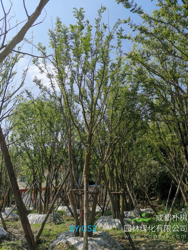 胸径41公分的朴树多少钱，胸径41公分朴树产地在哪儿？