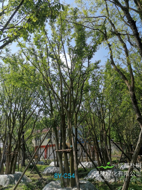 胸径40公分朴树多少钱，胸径40公分朴树产地在哪儿？