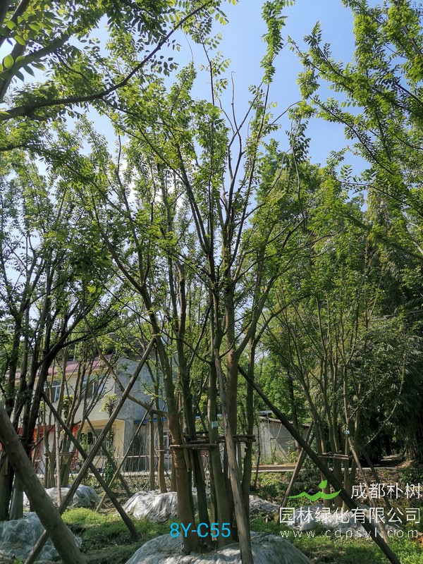 胸径55公分的朴树多少钱，胸径55公分朴树产地在哪儿？