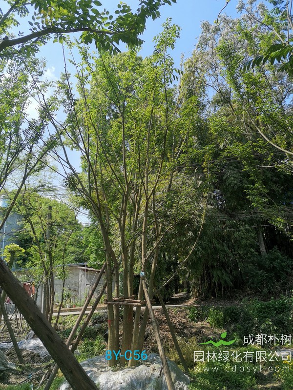 胸径54公分朴树多少钱，胸径54公分朴树产地在哪儿？