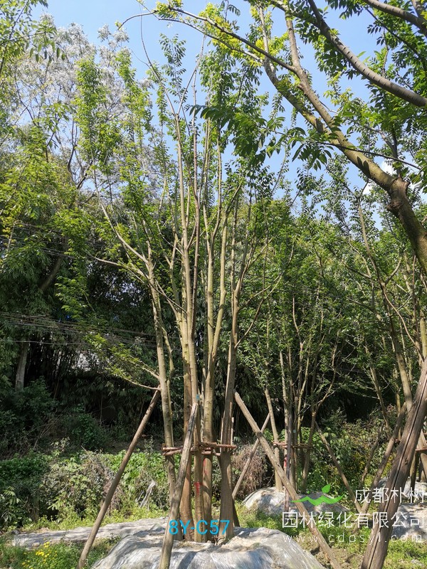 胸径53公分朴树多少钱，胸径53公分朴树产地在哪儿？