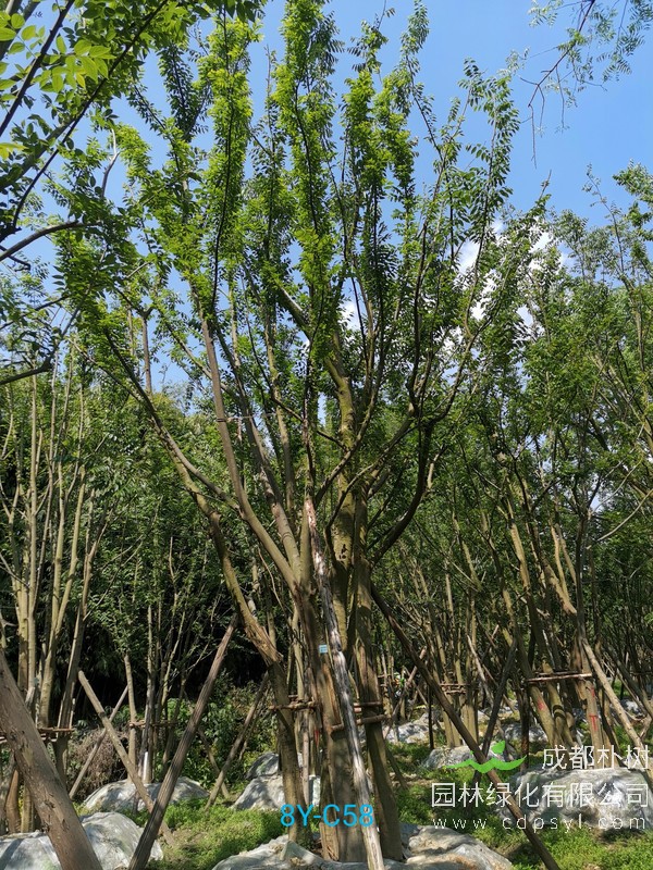 胸径52公分朴树多少钱，胸径52公分朴树产地在哪儿？