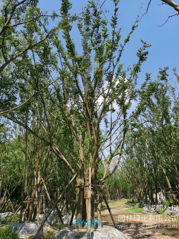 胸径51公分朴树多少钱，胸径51公分朴树产地在哪儿？