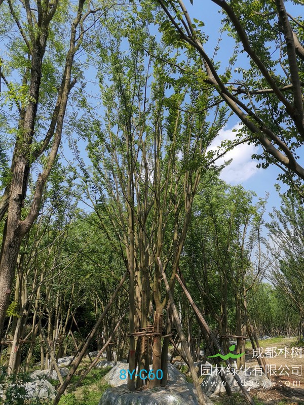 米径50公分朴树多少钱，米径50公分朴树产地在哪儿？