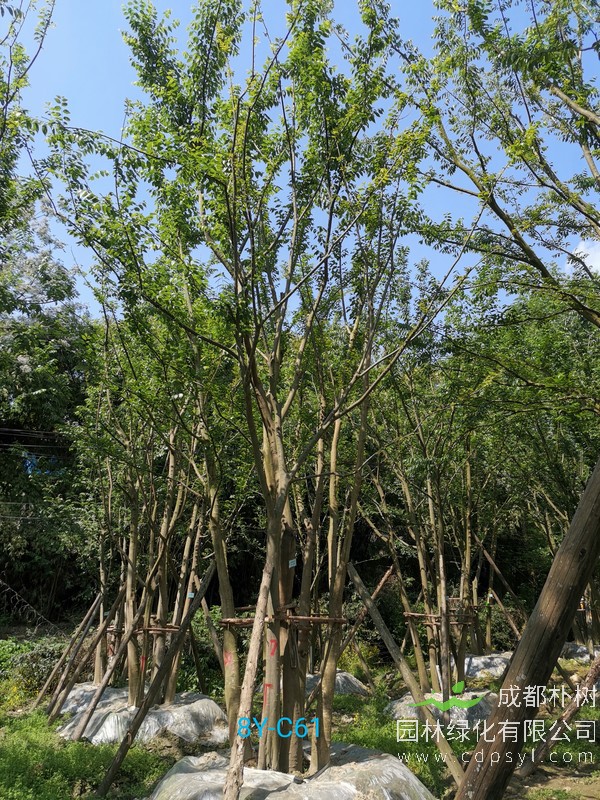 米径61公分朴树价格，米径61公分朴树哪儿有卖？