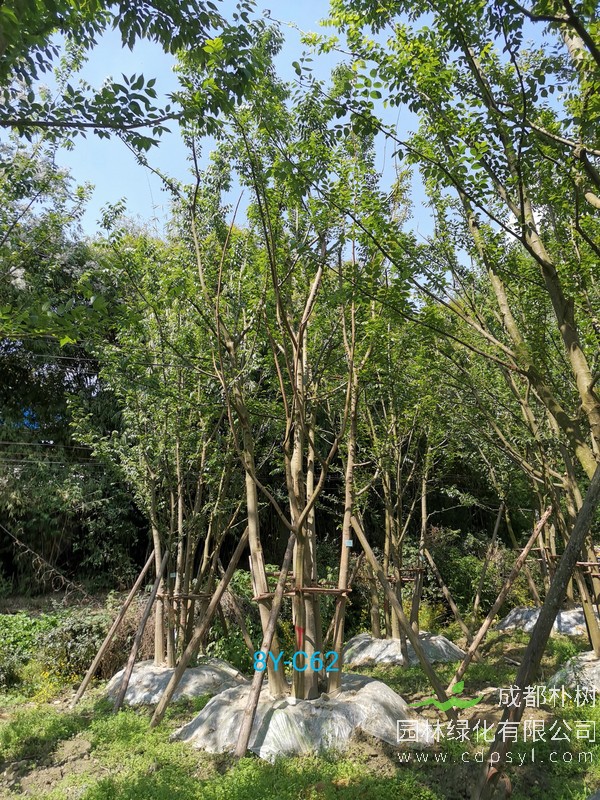 米径60公分朴树价格，米径60公分朴树哪儿有卖？