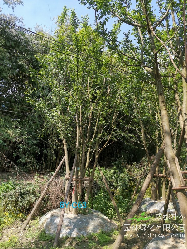 米径59公分朴树价格，米径59公分朴树哪儿有卖？