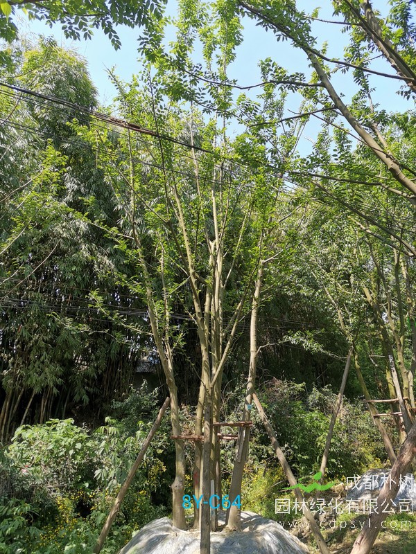 米径58公分朴树价格，米径58公分朴树哪儿有卖？