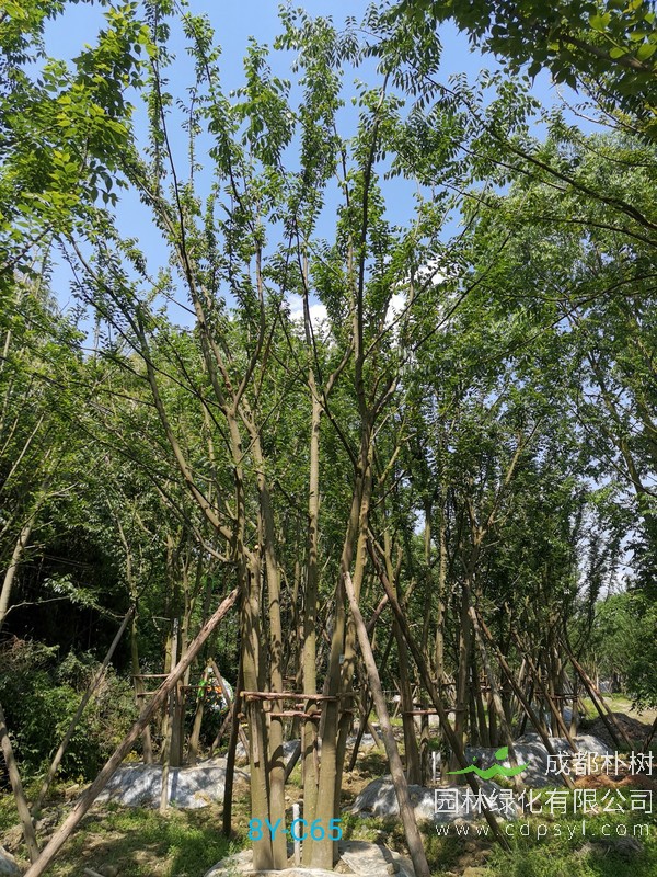 米径57公分朴树价格，米径57公分朴树哪儿有卖？