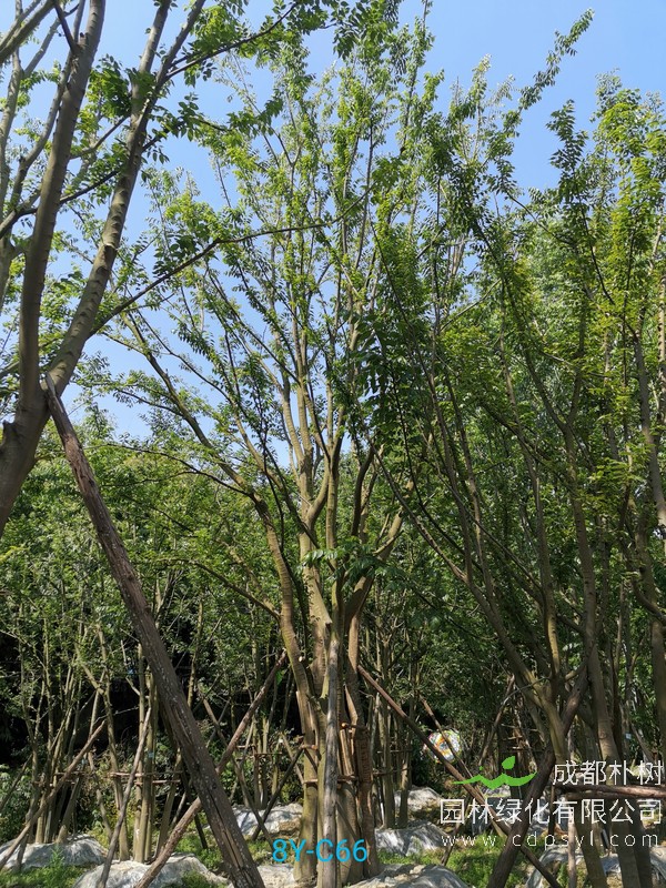 米径56公分朴树价格，米径56公分朴树哪儿有卖？