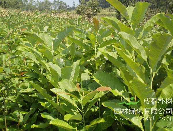 种植日本厚朴树的前景如何？