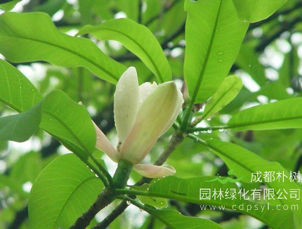 厚朴树在北方可以种植吗？ 