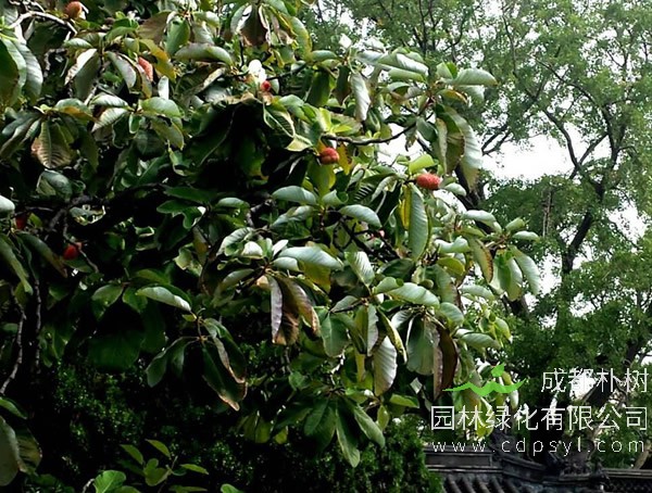 厚朴树有哪些作用？