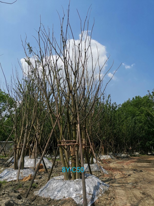 胸径44公分朴树多少钱，胸径44公分朴树产地在哪儿？