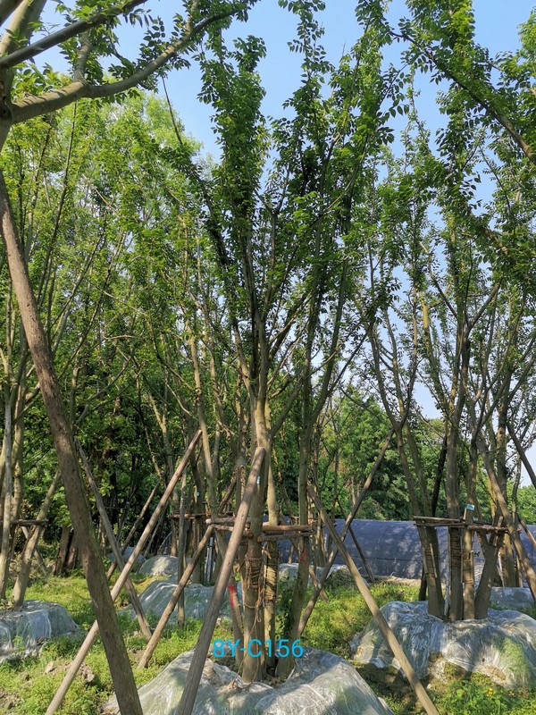 简述朴树的市场需求及特点