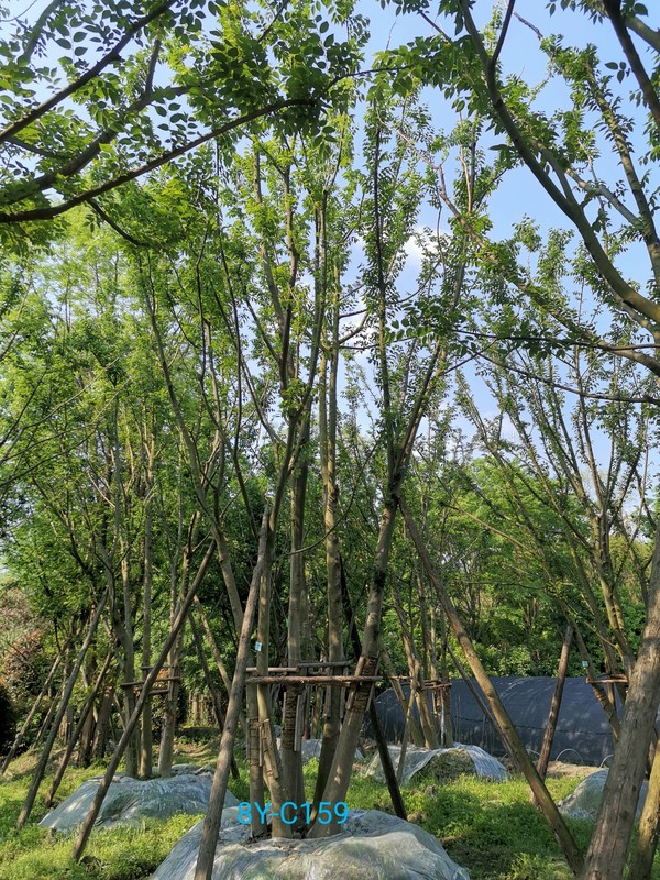 朴树的种植条件介绍与养护方法说明