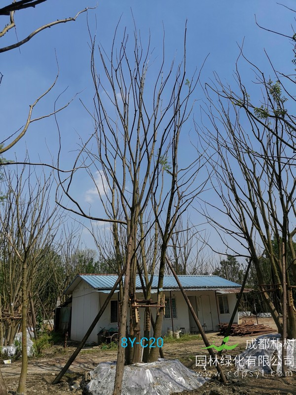 胸径37公分朴树多少钱，胸径37公分朴树产地在哪儿？