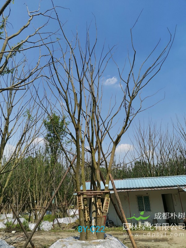 胸径35公分朴树多少钱，胸径35公分朴树产地在哪儿？