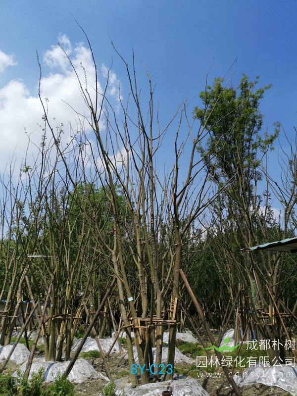 胸径34公分朴树多少钱，胸径34公分朴树产地在哪儿？