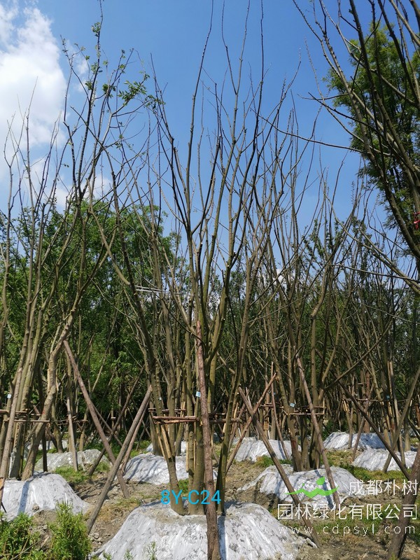 胸径33公分朴树多少钱，胸径33公分朴树产地在哪儿？