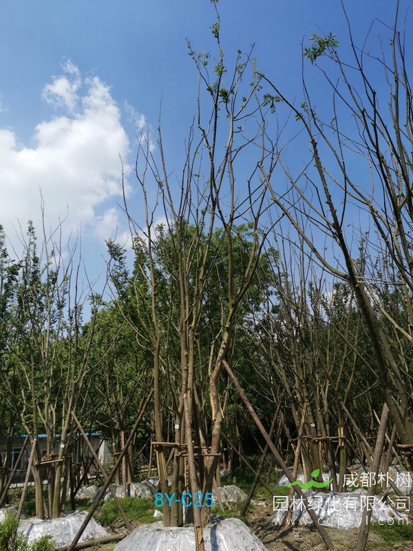 米径32公分朴树多少钱，米径32公分朴树产地在哪儿？