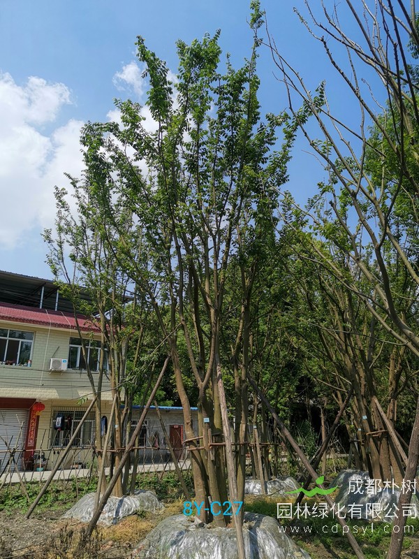 胸径30公分朴树多少钱，胸径30公分朴树产地在哪儿？