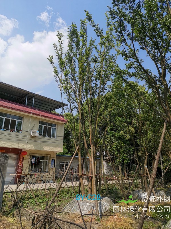 胸径29公分朴树多少钱，胸径29公分朴树产地在哪儿？