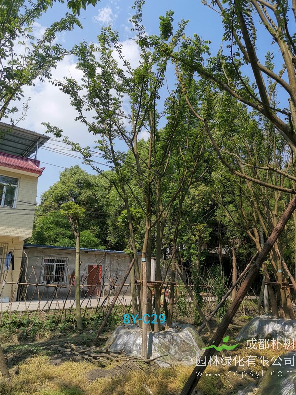 胸径28公分朴树多少钱，胸径28公分朴树产地在哪儿？