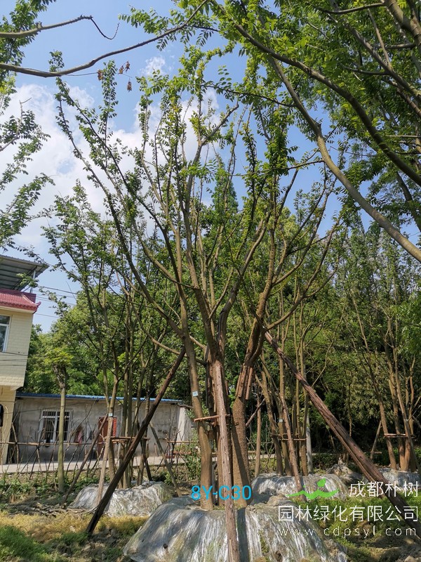 胸径27公分朴树多少钱，胸径27公分朴树产地在哪儿？